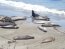 Seals on Beach